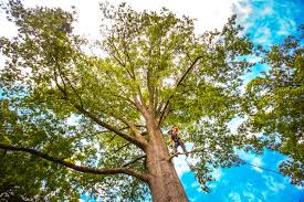 How Our Tree Care Process Works  in  Gunter, TX