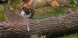 Best Tree Cabling and Bracing  in Gunter, TX