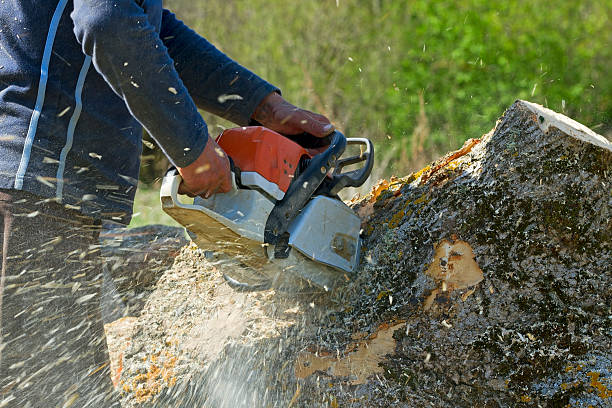 Best Seasonal Cleanup (Spring/Fall)  in Gunter, TX