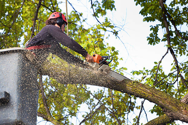 Best Tree Disease Treatment  in Gunter, TX