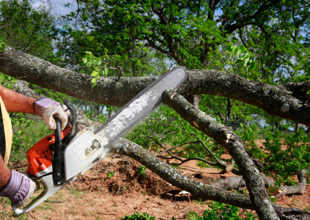 Best Stump Grinding and Removal  in Gunter, TX